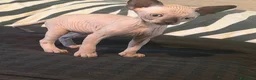 Sphynx gatti in vendita: cuccioli di Sphynx  - Annuncio 4