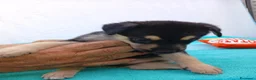 Meticcio cani in regalo: Cuccioli mix Pastore Tedesco, neanche 2 mesi  - Annuncio 7