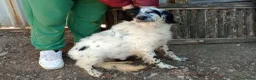 Setter Inglese cani in regalo: CHEROKEE - Annuncio 7