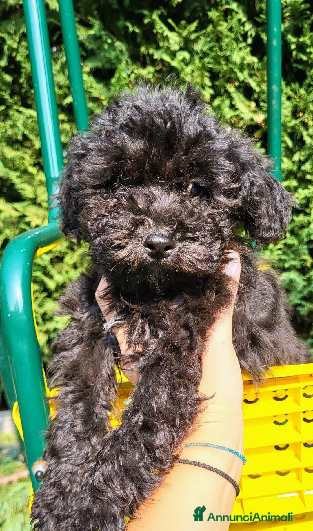Barboncino cani in vendita: Cucciole di Barboncino - Annuncio 2