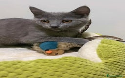 Certosino gatti in vendita: Certosina pedigree e affisso anfi a Provincia di Isernia - Immagine 5
