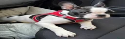 Bulldog Francese cani in vendita: Cucciola bulldogue francese cerca casa a Provincia di Como - Annuncio 1