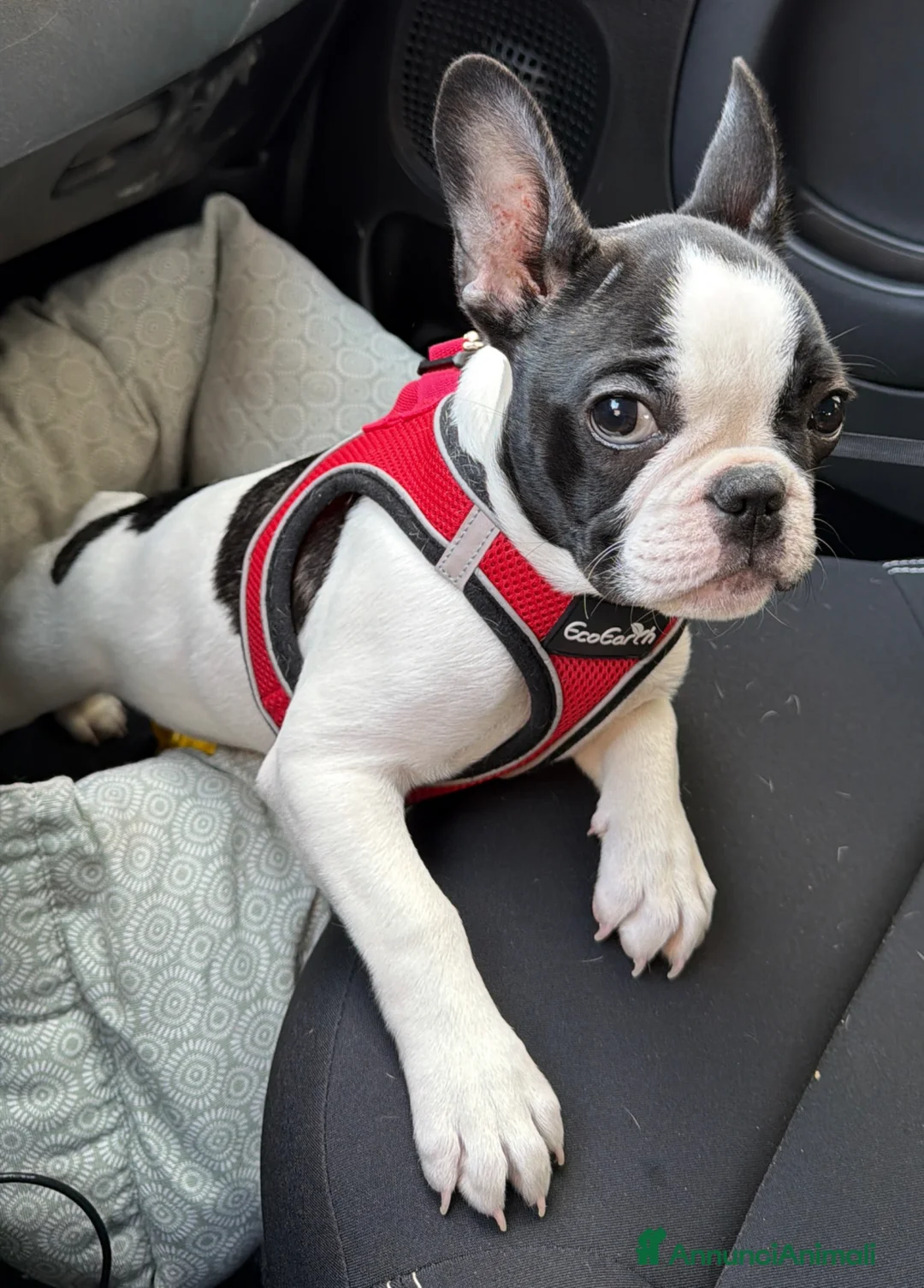 Bulldog Francese cani in vendita: Cucciola bulldogue francese cerca casa a Provincia di Como - Annuncio 1