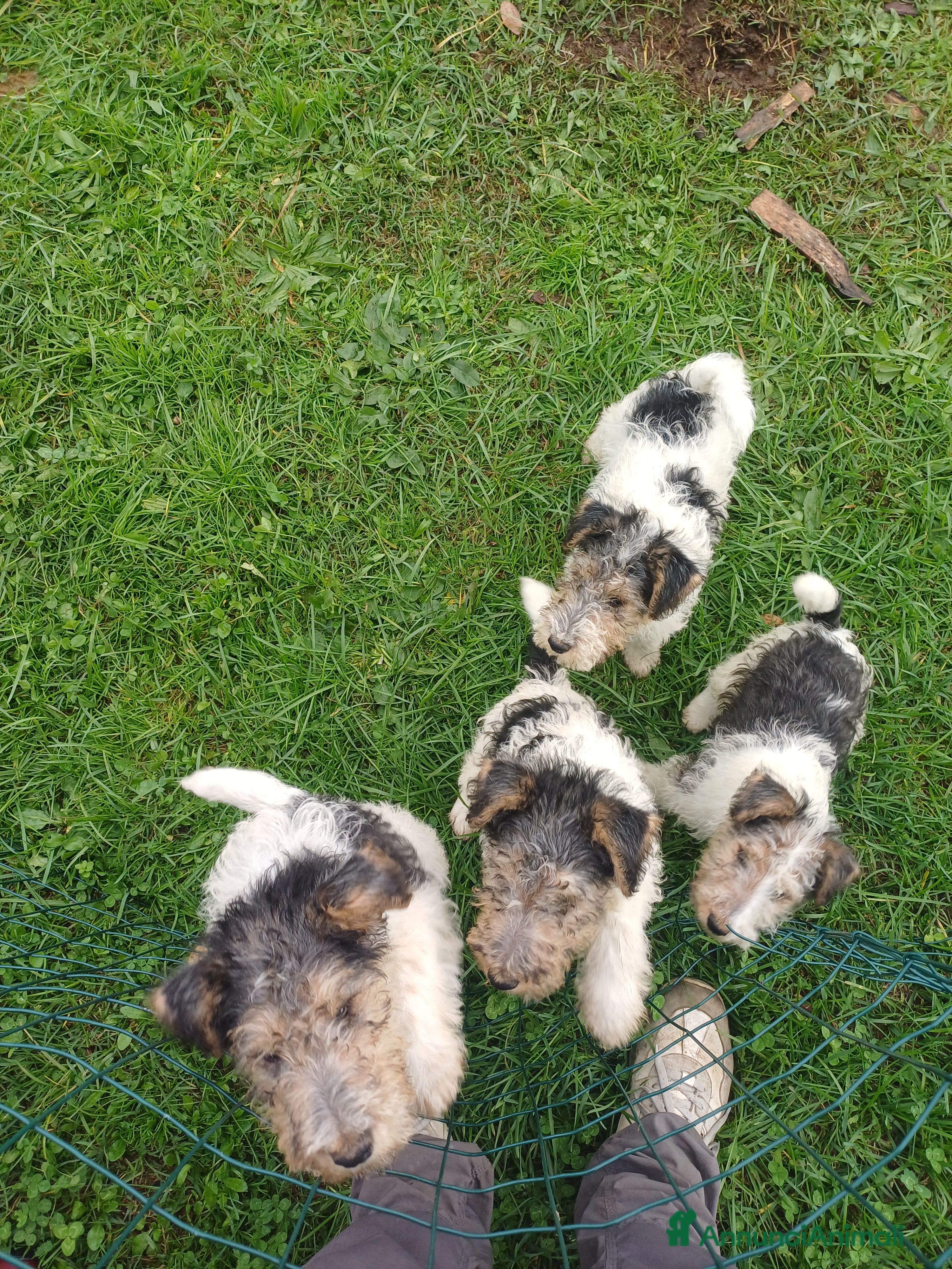 Fox Terrier cani Vendita cuccioli fox terrier - Annuncio 2