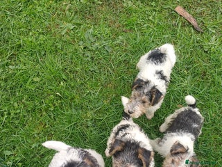 Fox Terrier cani Vendita cuccioli fox terrier - Annuncio 2