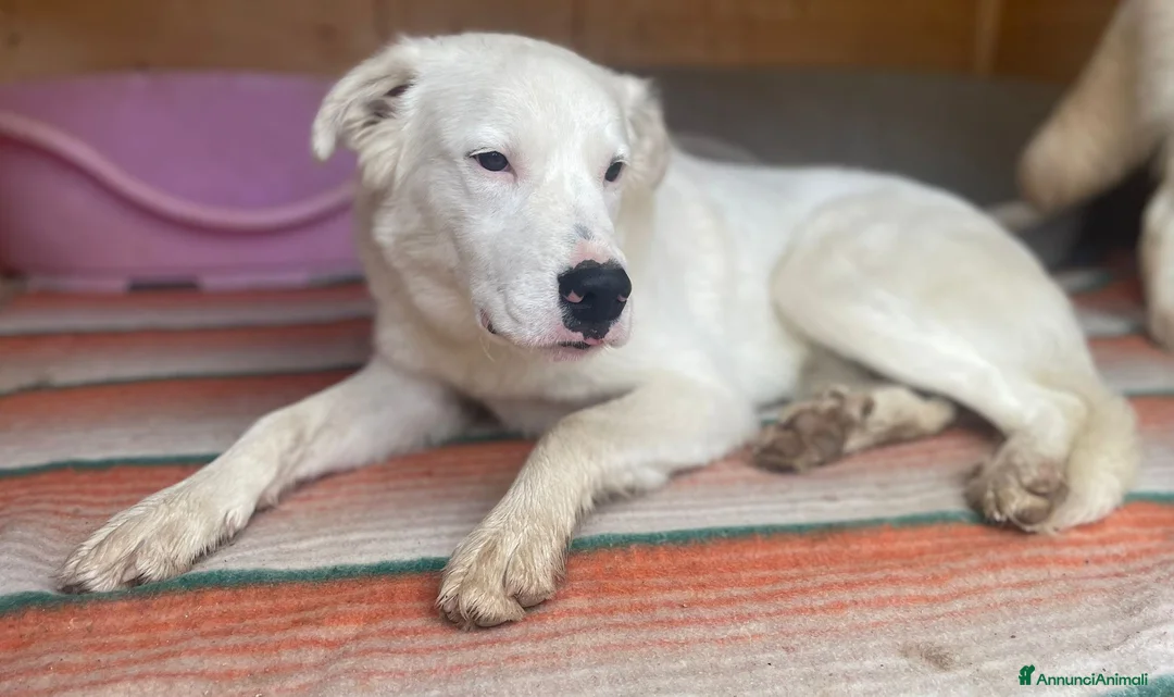 Meticcio cani in regalo: IL TENERISSIMO SNOOPY - Annuncio 2