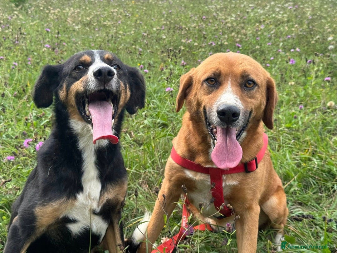 Meticcio cani in regalo: CHAD & CHARAPI, invisibili da troppo tempo! - Annuncio 4
