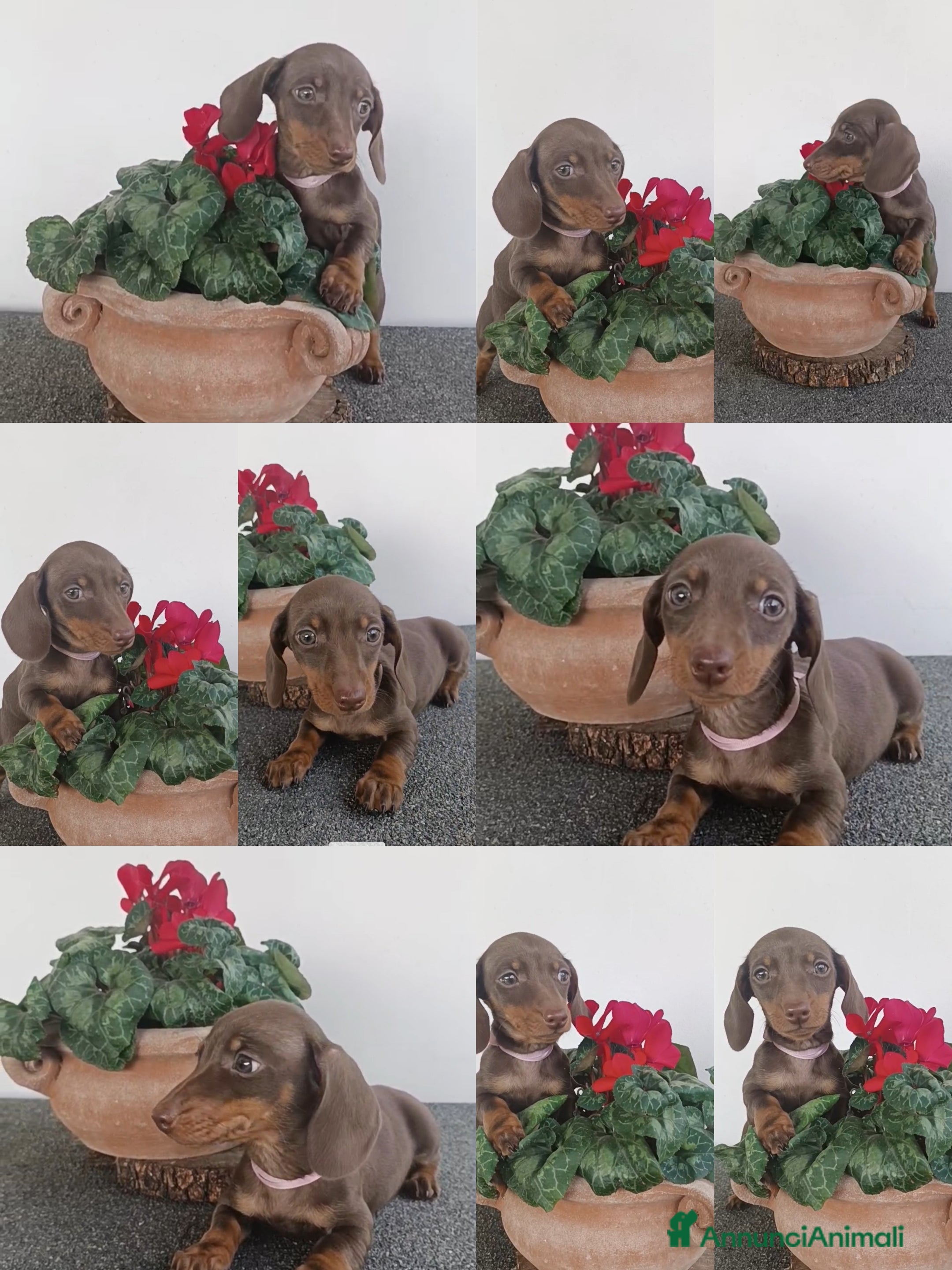 Bassotto cani Cucciola bassotto tedesco con Pedigree - Annuncio 1