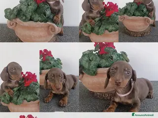 Bassotto cani Cucciola bassotto tedesco con Pedigree - Annuncio 1