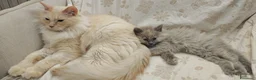 Ragdoll gatti in vendita: Ragdoll cuccioli  a Città Metropolitana di Torino - Annuncio 2