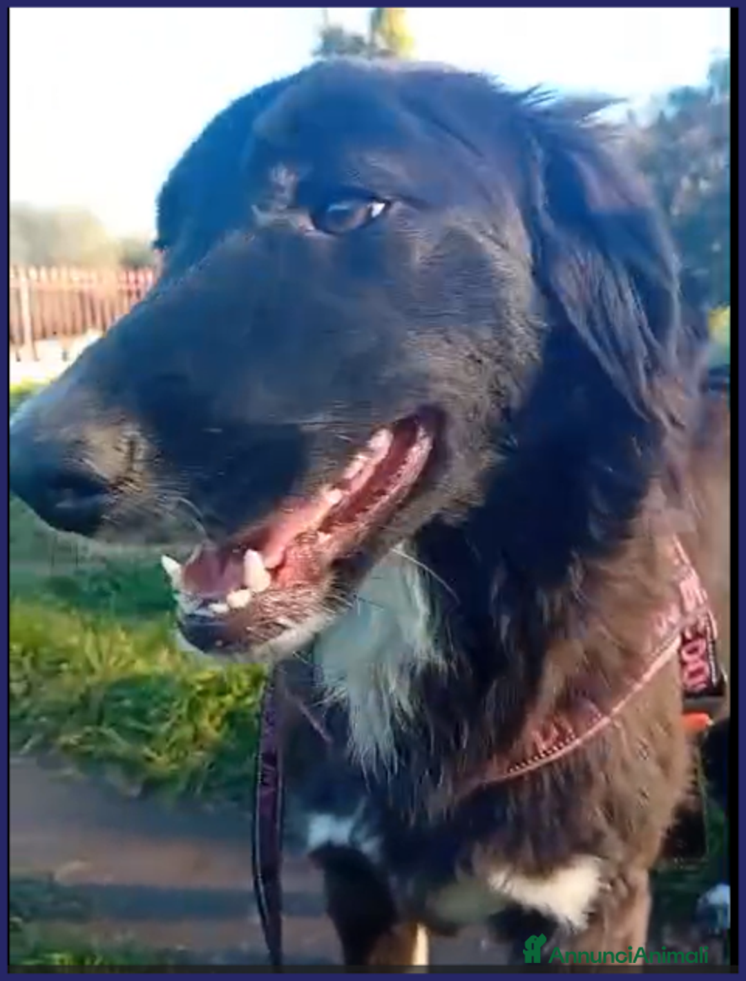 Meticcio cani in regalo: TALIA adorabile pelosetta 1anno - tg 20kg - Annuncio 3