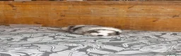 Australian Shepherd cani in vendita: 8 cuccioli di pastori australiani! 🐼❤️ a Provincia autonoma di Trento - Annuncio 7