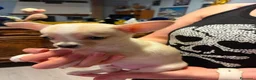 Chihuahua cani in vendita: Cucciolo Chihuahua pelo corto - Annuncio 4