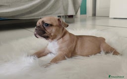 Bulldog Francese cani in vendita: Ultimi 2 cuccioli di bulldog francese  a Città metropolitana di Catania - Immagine 2