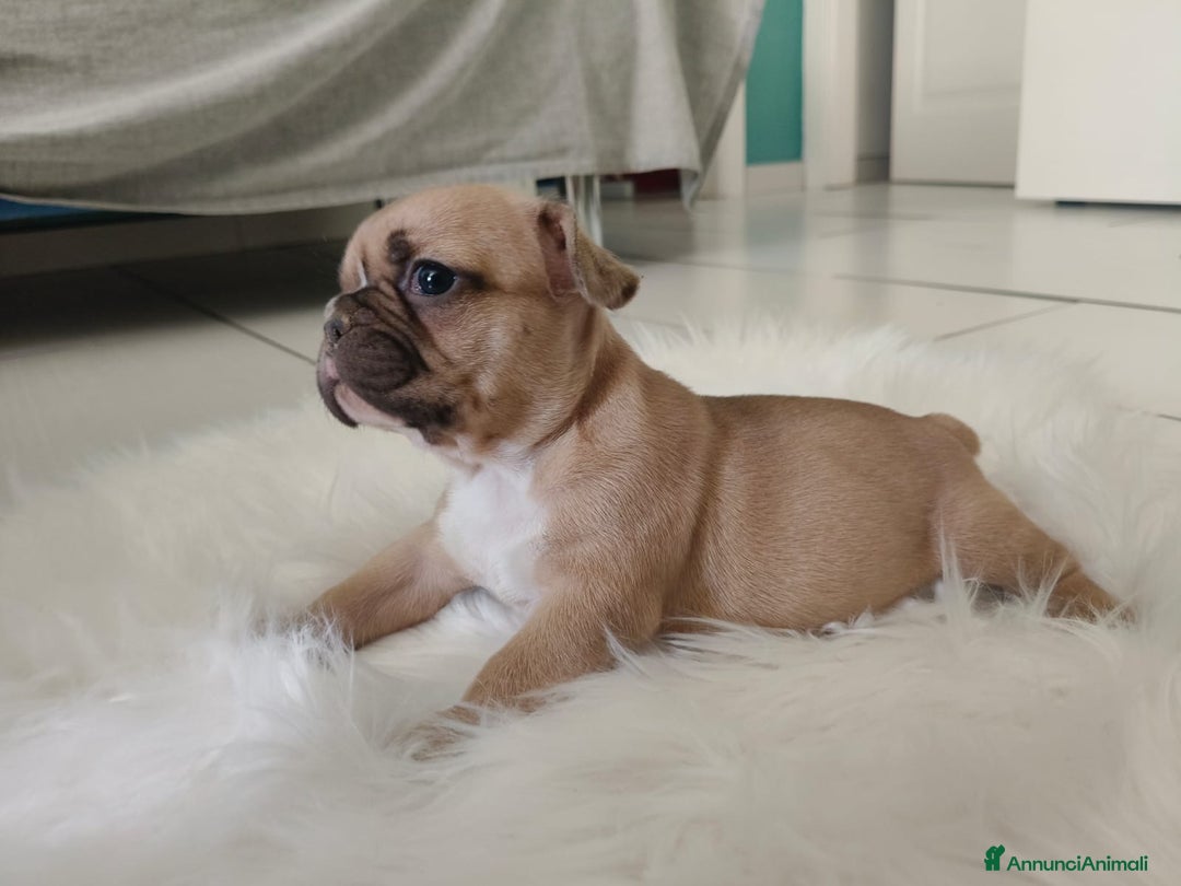 Bulldog Francese cani in vendita: Ultimi 2 cuccioli di bulldog francese  a Città metropolitana di Catania - Immagine 2