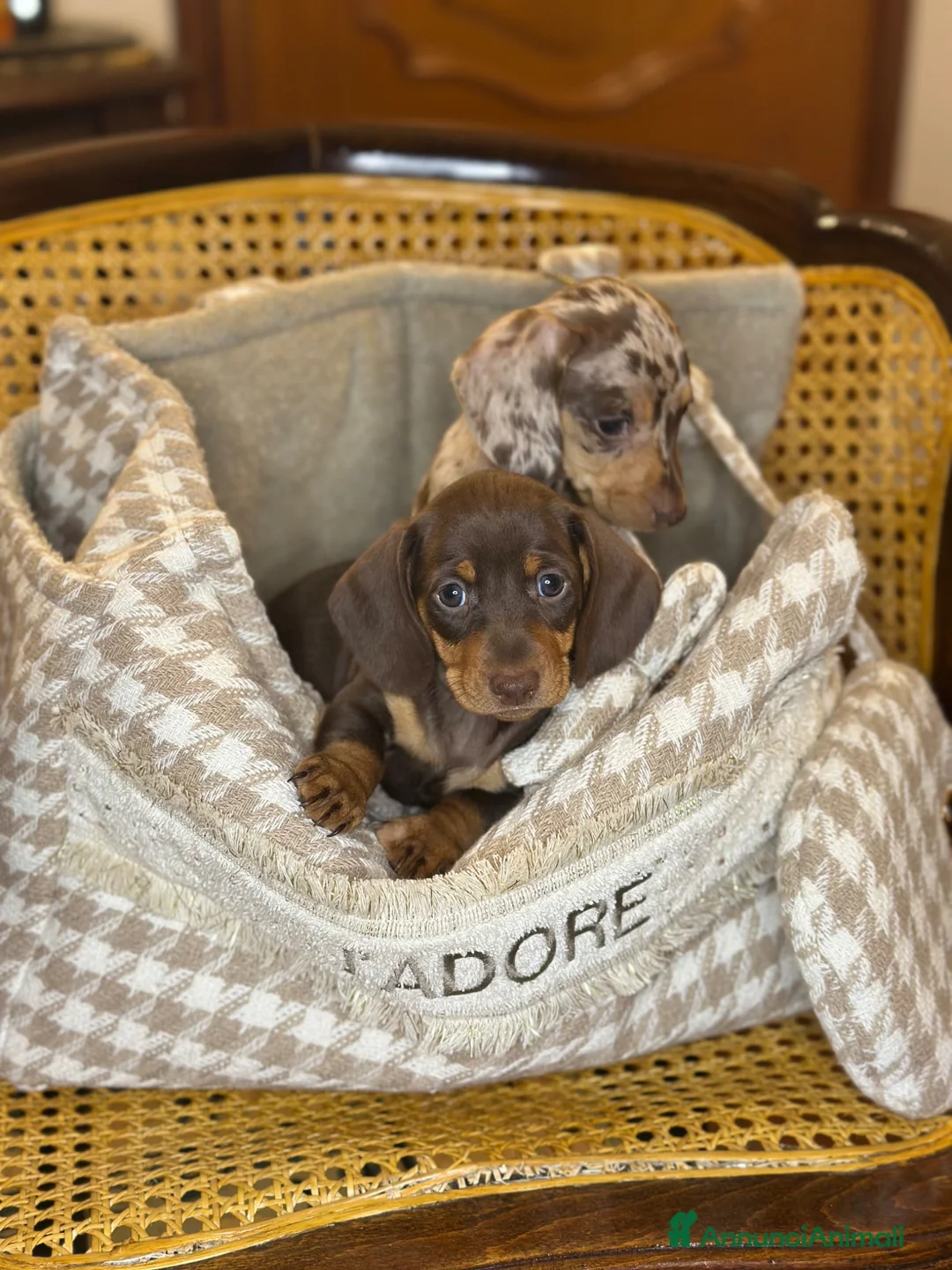 Bassotto cani in vendita: Bassotti pedigree Enci - Annuncio 1