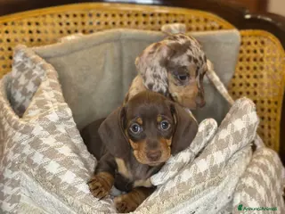 Bassotto cani Bassotti pedigree Enci - Annuncio 1