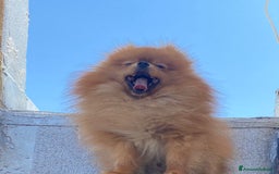 Volpino Pomerania cani in vendita: Volpino Spitz Pomerania adulto maschio a Città Metropolitana di Cagliari - Immagine 6