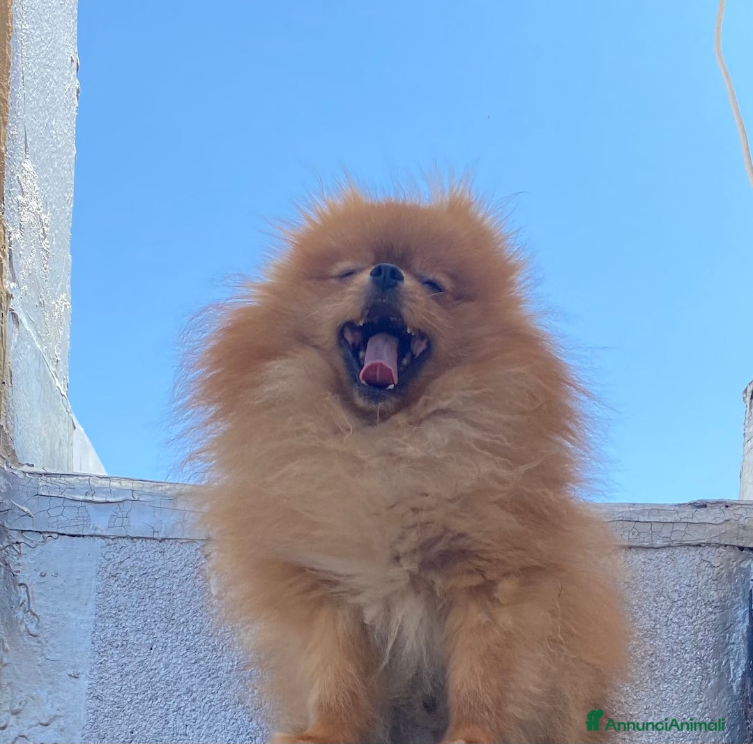Volpino Pomerania cani in vendita: Volpino Spitz Pomerania adulto maschio a Città Metropolitana di Cagliari - Immagine 6