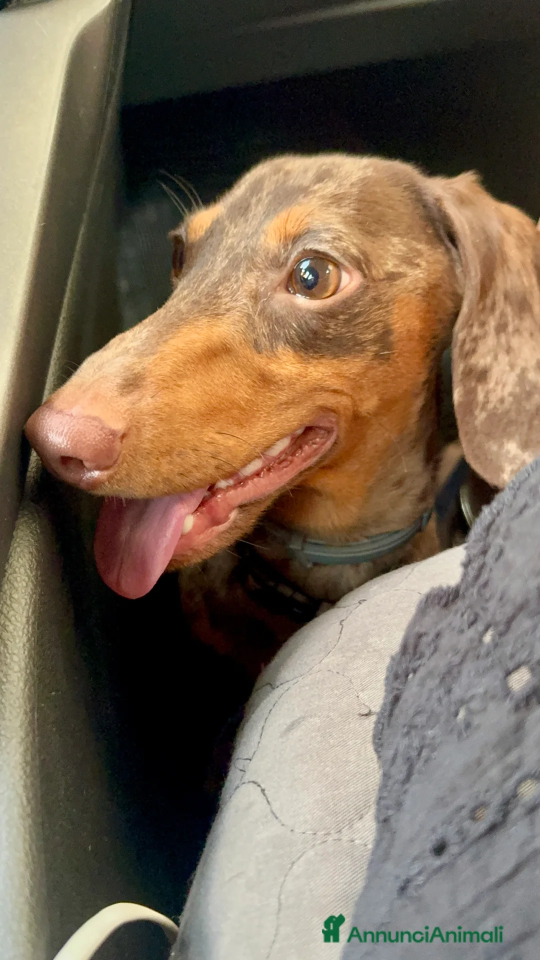 Bassotto cani per accoppiamento: Disponibile bassotto Arlecchino per monta - Annuncio 13