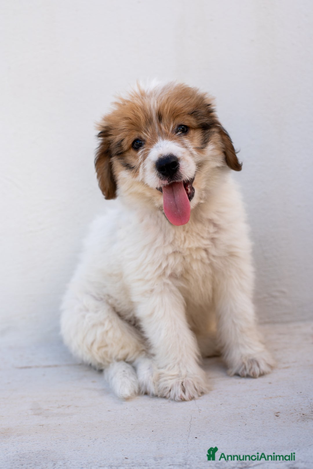 Altre razze cani in regalo: Peluche, due mesi e mezzo, cerca adozione  - Annuncio 1