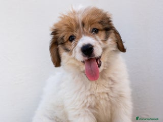 Altre razze cani Peluche, due mesi e mezzo, cerca adozione - Annuncio 34