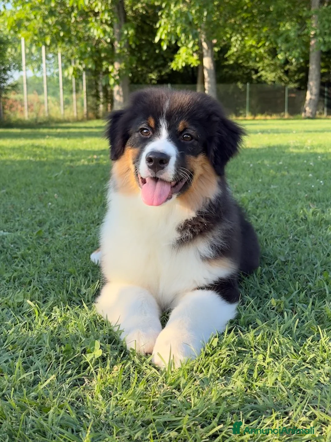 Australian Shepherd cani in vendita: Cucciolo di Australian Shepherd - Annuncio 2