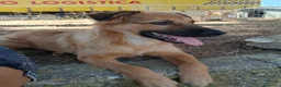 Meticcio cani in regalo: BERGAMOTTO 💙 PRONTO A UNA NUOVA VITA - Annuncio 5