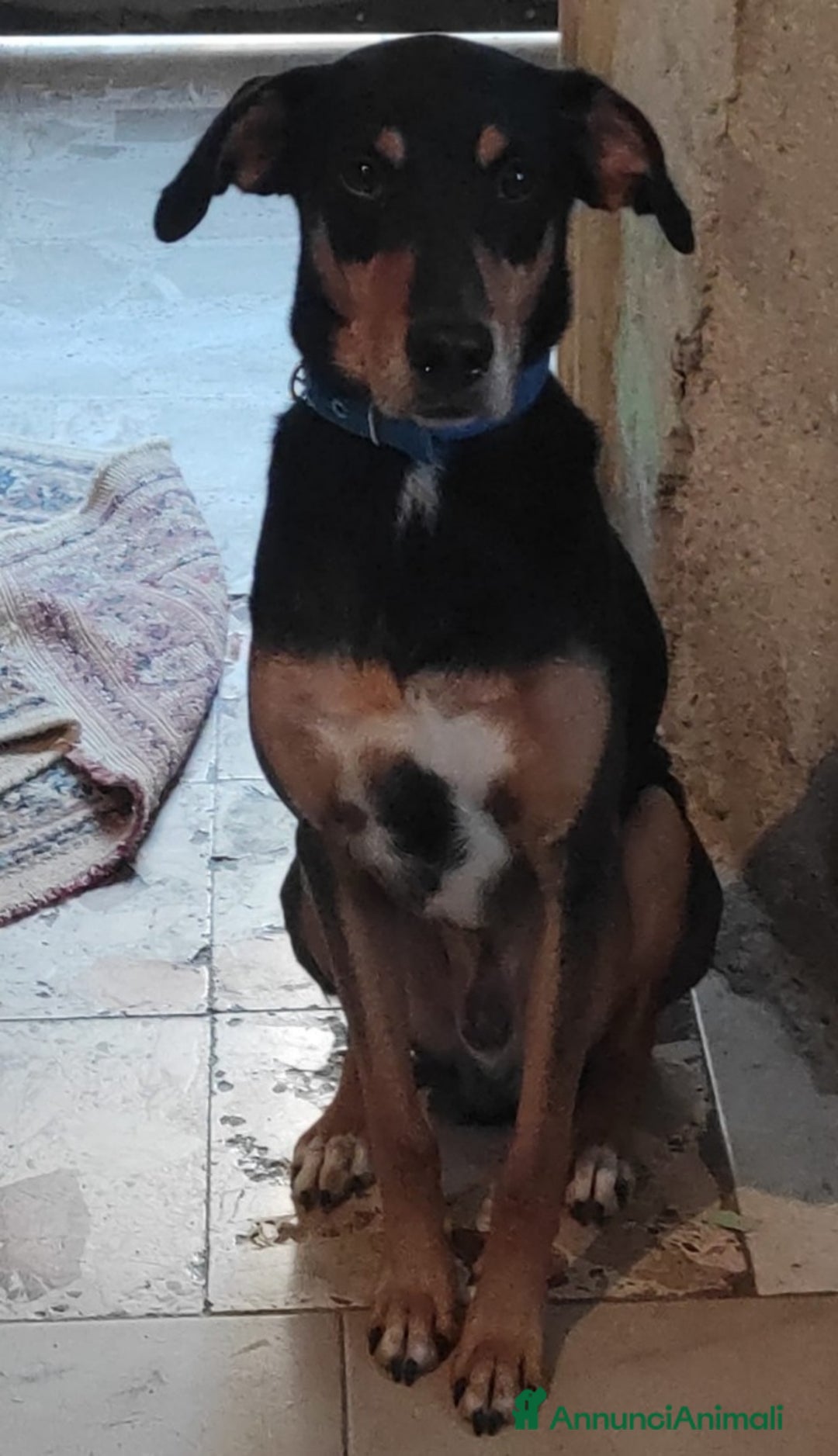 Meticcio cani in regalo: 6anni VISSUTI TUTTI IN CASA! SOS ADOZIONE.SICILIA a Città metropolitana di Milano - Annuncio 2