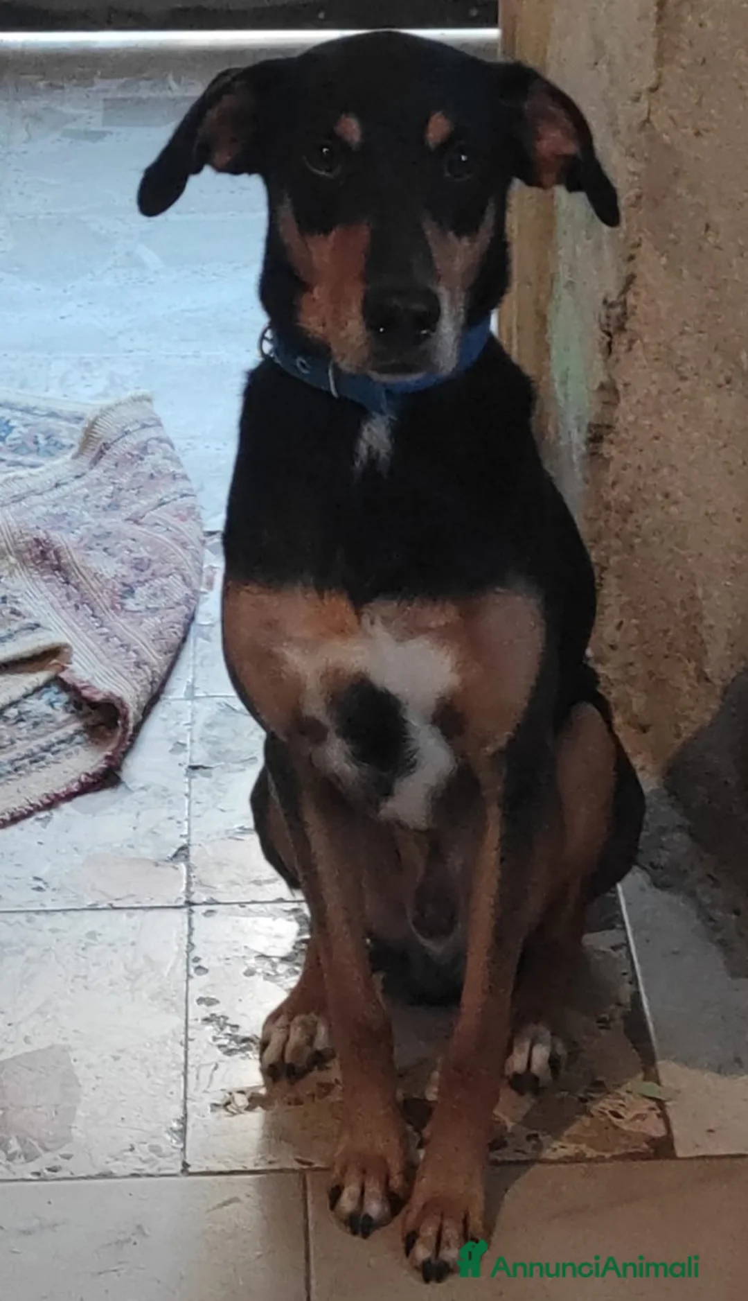 Meticcio cani in regalo: 6anni VISSUTI TUTTI IN CASA! SOS ADOZIONE.SICILIA a Città metropolitana di Milano - Annuncio 2