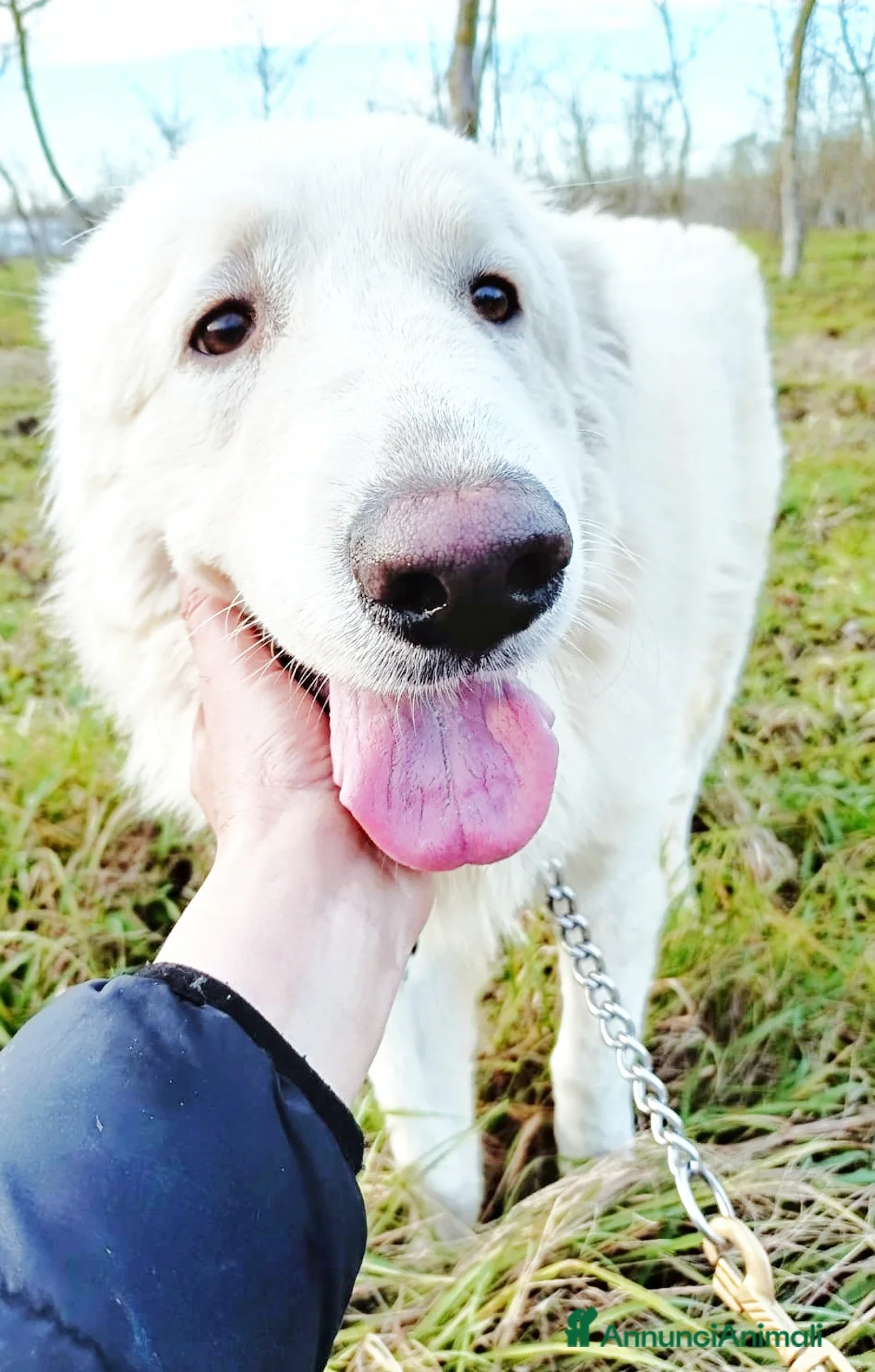 Cane da Montagna dei Pirenei cani in regalo: Cucciolone Patou raggio di luna: candido e buono - Annuncio 3