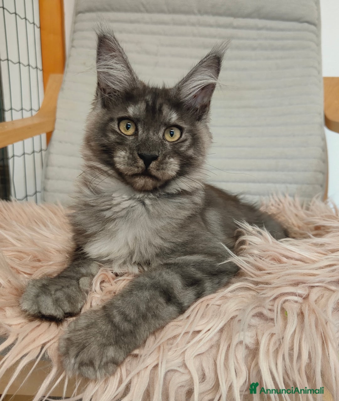 Maine Coon gatti in vendita: NYMERIA a Città Metropolitana di Venezia - Immagine 5