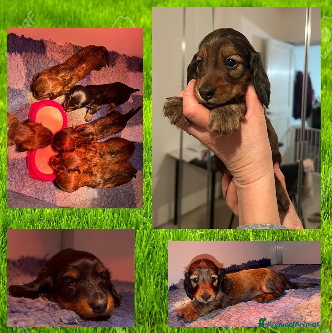 Bassotto cani in vendita: Cuccioli Nani/Kaninchen bassotto a pelo lungo - Annuncio 1