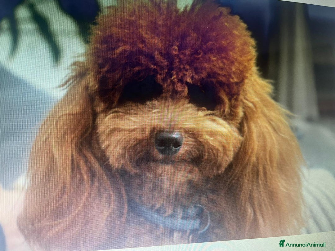 Meticcio cani in vendita: Maltippp  - Annuncio 8