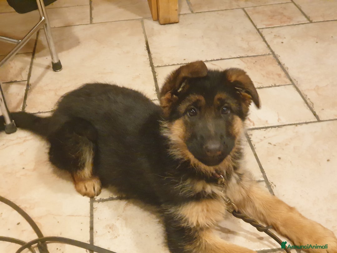 Pastore Tedesco cani in vendita: ULTIMA CUCCIOLA DI PASTORE TEDESCO - Annuncio 3
