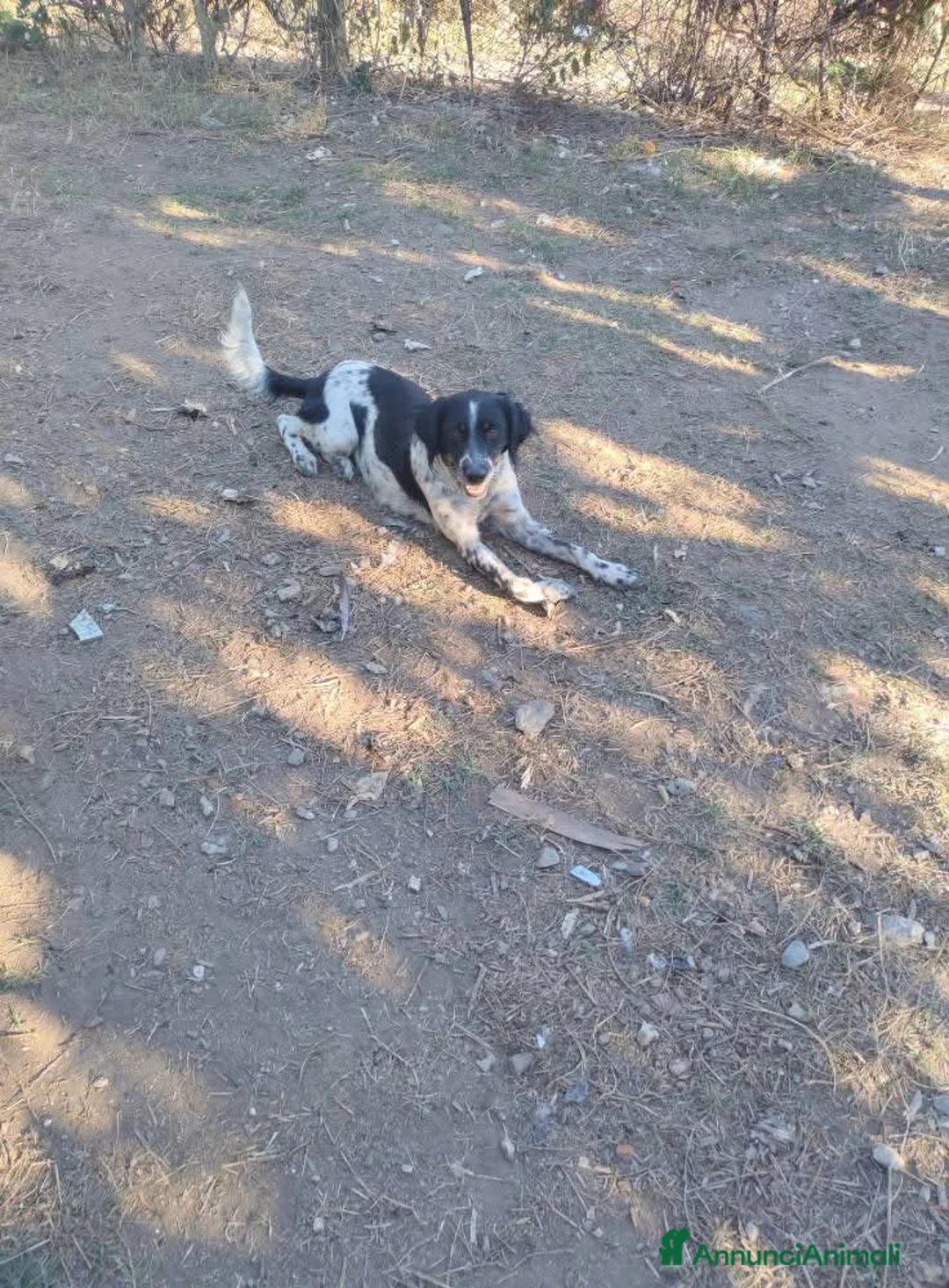 Meticcio cani in regalo: Adozione simil setterina Betty  - Annuncio 4