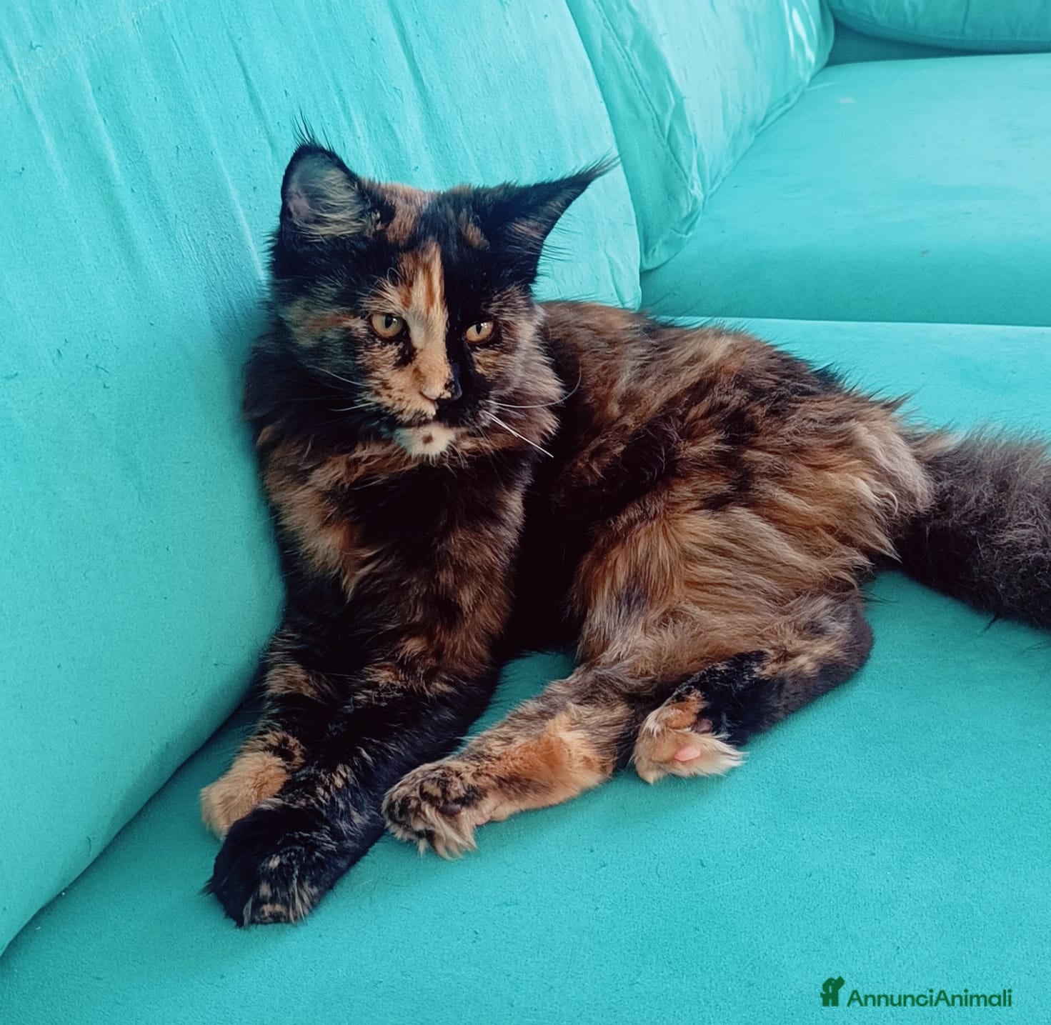 Maine Coon gatti Cucciola Maine Coon pedigree ANFI  - Annuncio 13