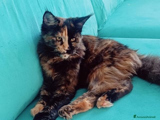 Maine Coon gatti Cucciola Maine Coon pedigree ANFI - Annuncio 3