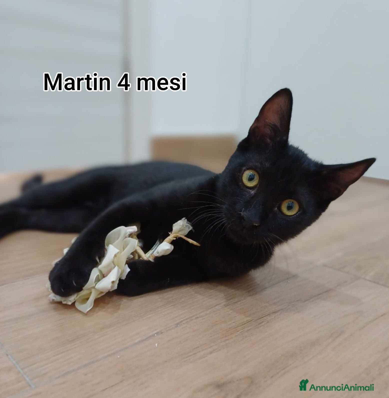 Altre razze gatti SERVONO ADOZIONI X SALVARLI  - Annuncio 4