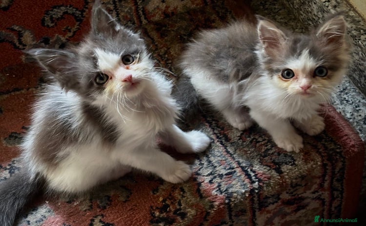 Maine Coon gatti a Provincia di Varese - Annuncio 1