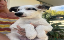 Meticcio cani in regalo:   Giò  - Immagine 1