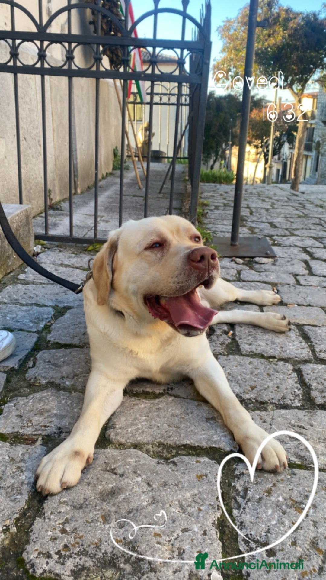 Labrador cani per accoppiamento: Seven cerca fidanzata.🐾🩵 - Annuncio 30