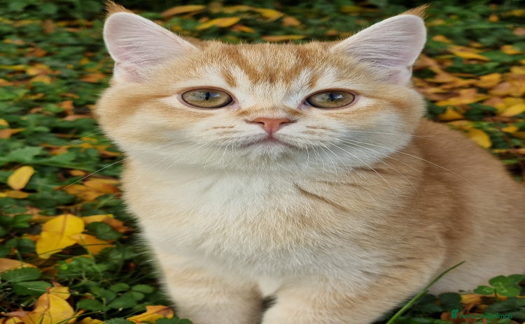 Scottish gatti - Annuncio 9