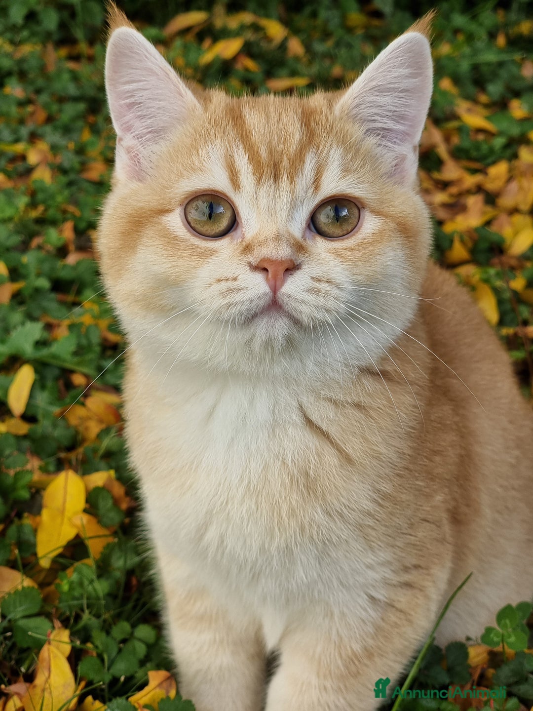 Scottish gatti in vendita: Scottish Straight  - Annuncio 1