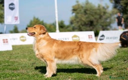Golden Retriever cani in vendita: Golden Retriever Americano  a Città Metropolitana di Napoli - Immagine 4