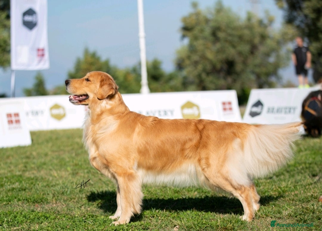 Golden Retriever cani in vendita: Golden Retriever Americano  a Città Metropolitana di Napoli - Immagine 4