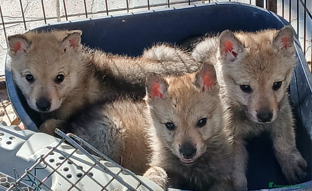 Lupo Cecoslovacco cani in vendita: Cuccioli di lupo cecoslovacco - Annuncio 5