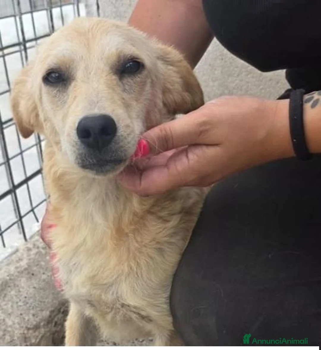 Meticcio cani in regalo: Lia .. - Annuncio 1