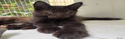 Maine Coon gatti in vendita: Maschietto nero di maine coon (Black Velvet) - Annuncio 9