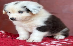 Australian Shepherd cani in vendita: Femmina Tricolor Black - Sunny  a Provincia di Vicenza - Immagine 5